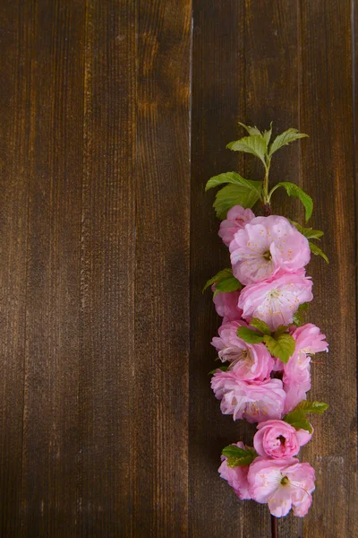 Hermosa flor de fruta sobre fondo de madera — Foto de Stock