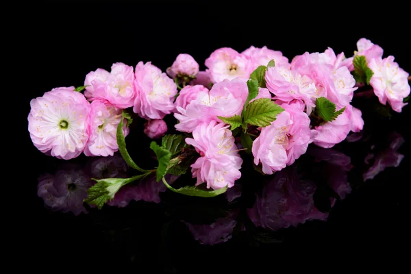 Hermosa flor de fruta aislada en negro — Foto de Stock