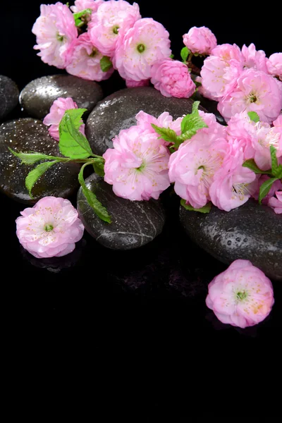 Bello fiore di frutta isolato su nero — Foto Stock