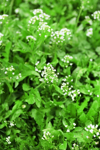 Belle herbe de printemps à l'extérieur — Photo