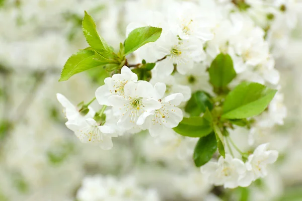 Bela flor de frutas ao ar livre — Fotografia de Stock