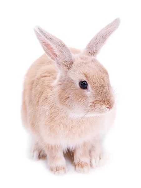 Niedliches Kaninchen, isoliert auf weiß — Stockfoto