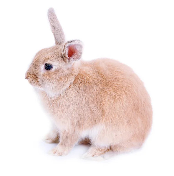 Schattig konijn, geïsoleerd op wit — Stockfoto