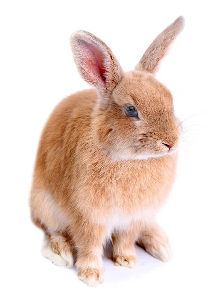 Schattig konijn, geïsoleerd op wit — Stockfoto