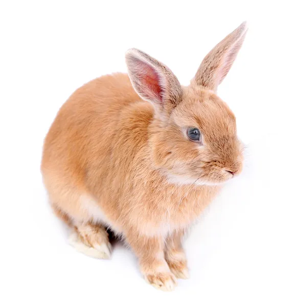 Söt kanin, isolerad på vit — Stockfoto
