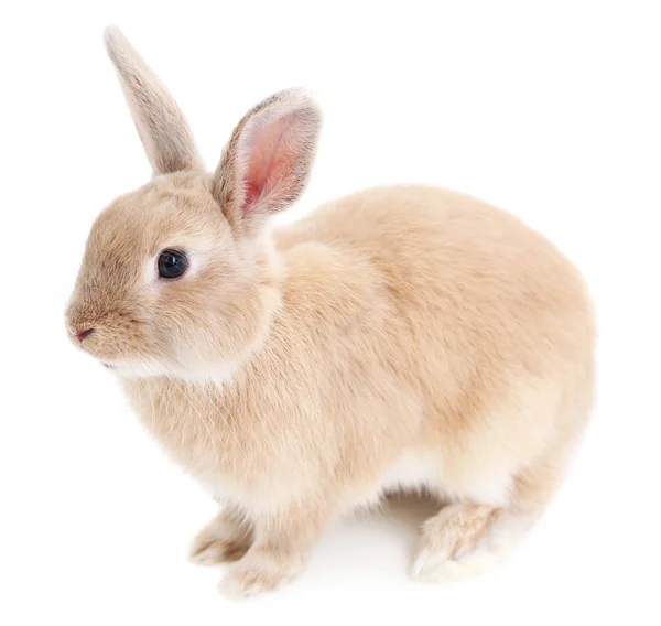 Lindo conejo, aislado en blanco — Foto de Stock