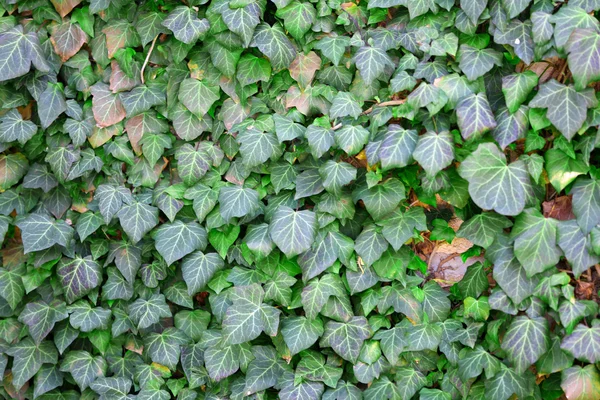 Ivy on wall background — Stock Photo, Image