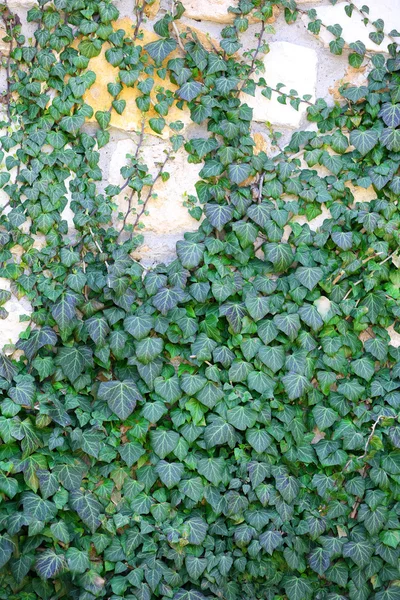 Murgröna på vägg — Stockfoto