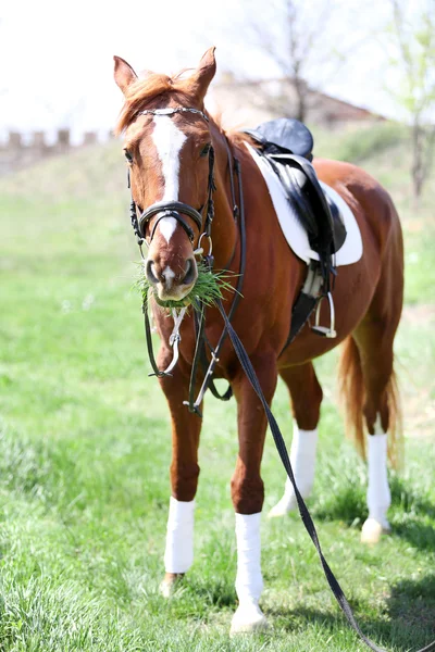 Purebred horse on nature background — Stock Photo, Image