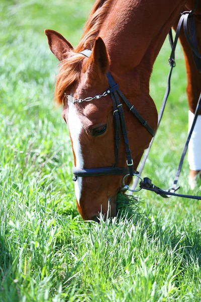 Cavalo de raça pura no fundo da natureza — Fotografia de Stock