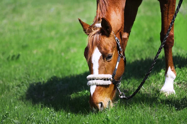 Porträtt av renrasig häst på natur bakgrund — Stockfoto