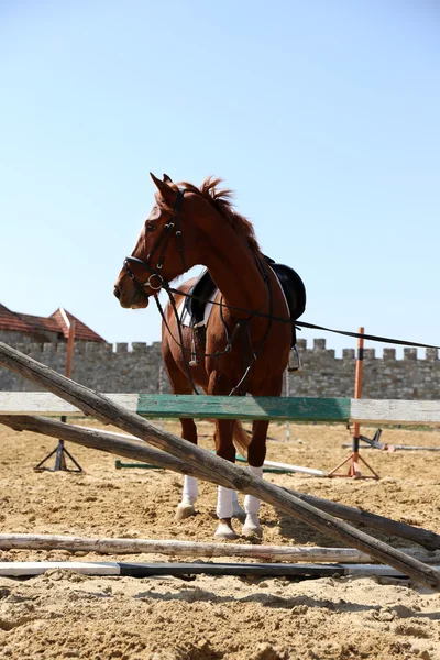 Cavalo de raça pura em paddock no fundo da natureza — Fotografia de Stock