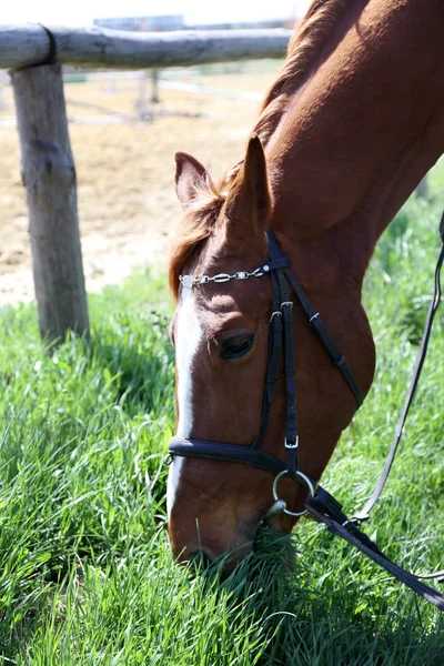 Cavalo de raça pura no fundo da natureza — Fotografia de Stock