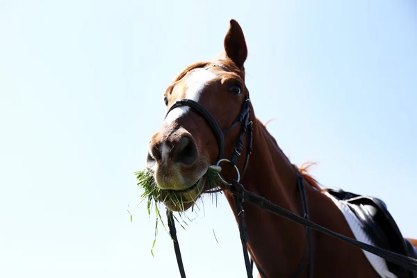 Ritratto di cavallo di razza su sfondo naturale — Foto Stock