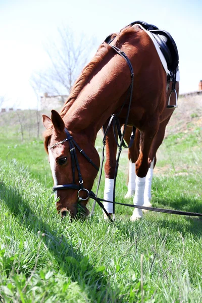 Reinrassiges Pferd auf Feld, auf Naturhintergrund — Stockfoto