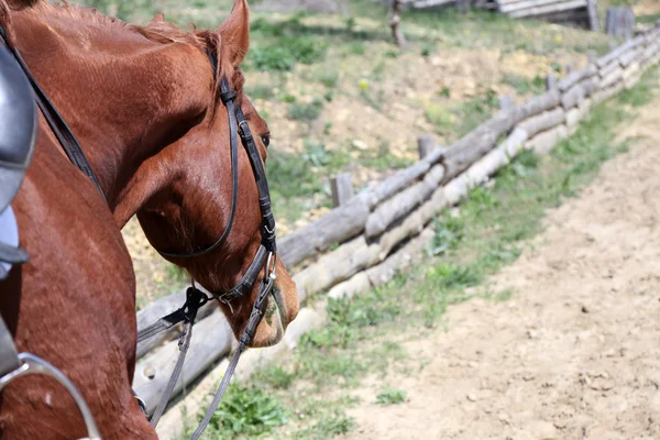 Чистокровних кінь — стокове фото
