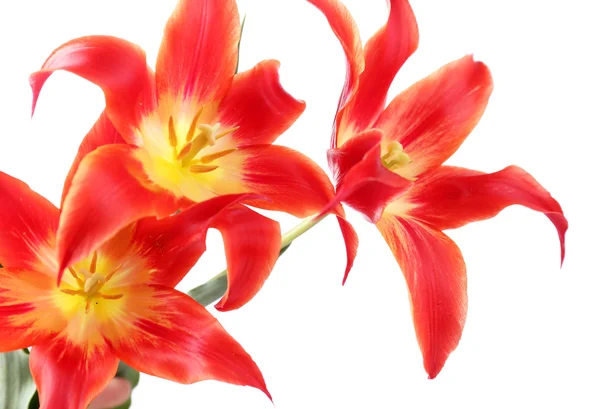 Tulipani rossi — Foto Stock