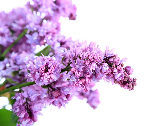 美丽的紫丁香花上白色隔离 — 图库照片