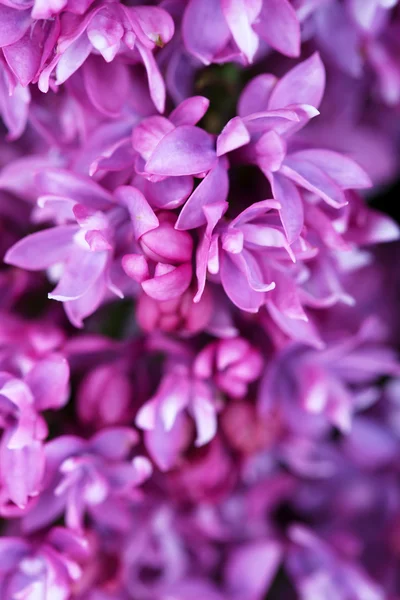 Vackra lila blommor bakgrund — Stockfoto