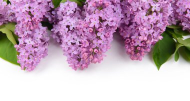 Eflatun çiçekler çok güzel