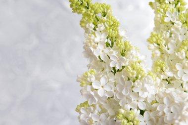 Eflatun çiçekler çok güzel