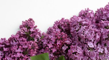 Eflatun çiçekler çok güzel