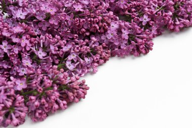 Eflatun çiçekler çok güzel