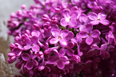 gri arka plan üzerinde güzel Eflatun çiçekler