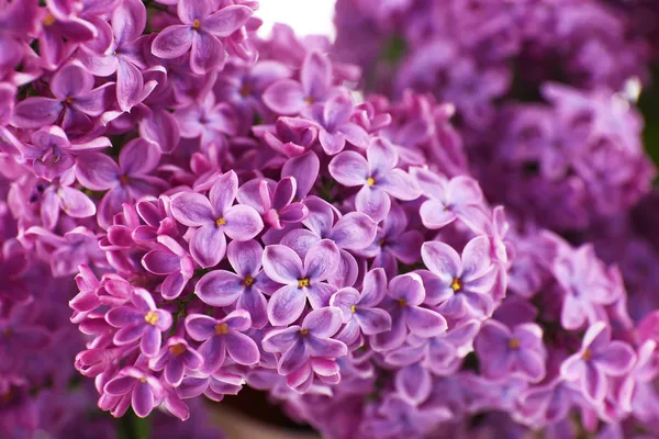 Schöne fliederfarbene Blüten aus nächster Nähe — Stockfoto