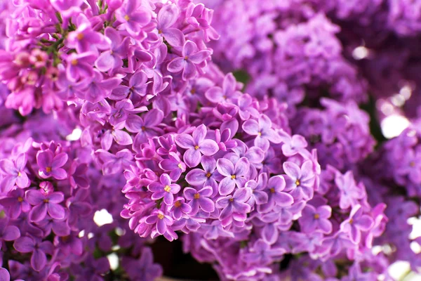 Beautiful lilac flowers close up — Stock Photo, Image