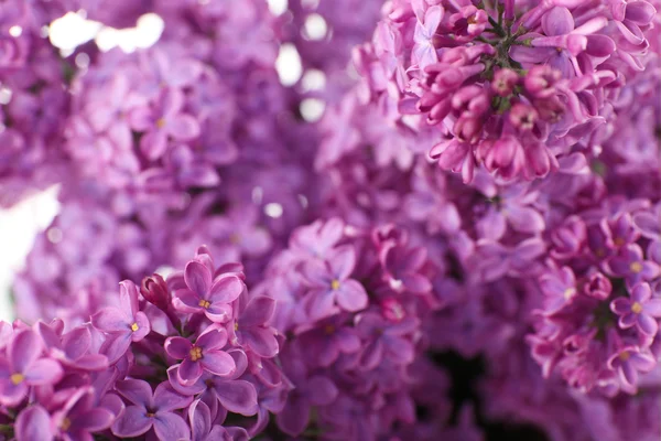 美丽的紫丁香花紧密相连 — 图库照片