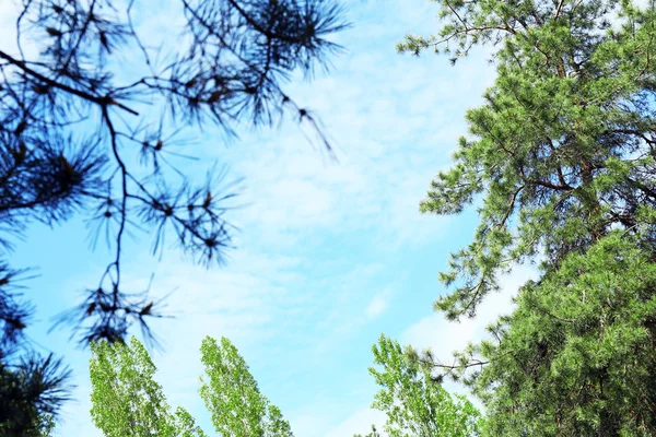 蓝蓝的天空，云在森林里 — 图库照片