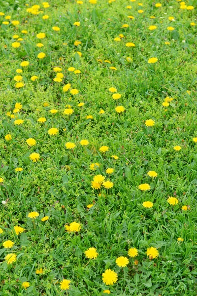 草の屋外のタンポポ — ストック写真