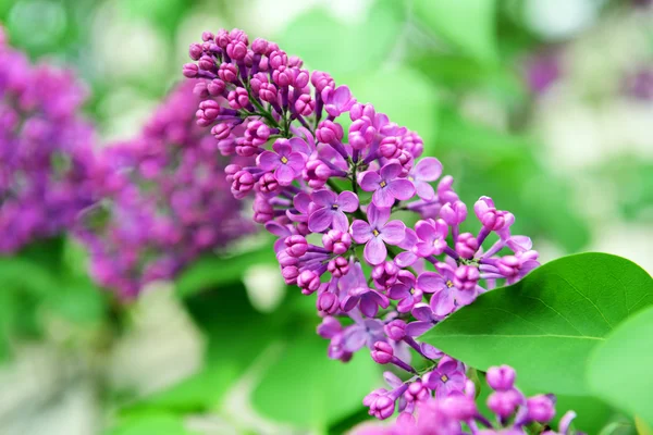 Lilac flowers outdoors — Stock Photo, Image
