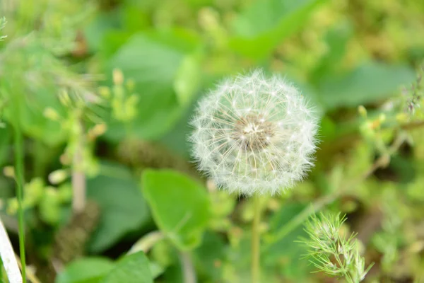 Красиві кульбаби в траві на відкритому повітрі — стокове фото