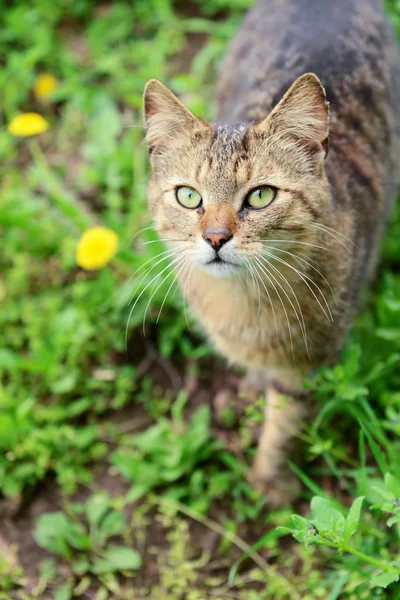 Belle herbe de printemps à l'extérieur — Photo