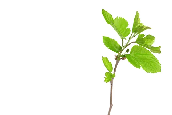 Branch with leaf — Stock Photo, Image