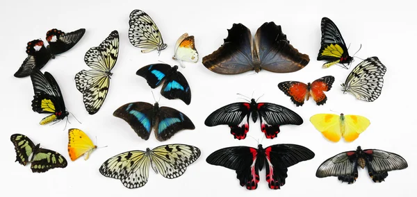 Vackra fjärilar — Stockfoto