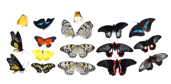 Schöne Schmetterlinge — Stockfoto