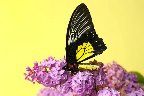 Butterfly sitting on lilac flowers — Stock Photo, Image