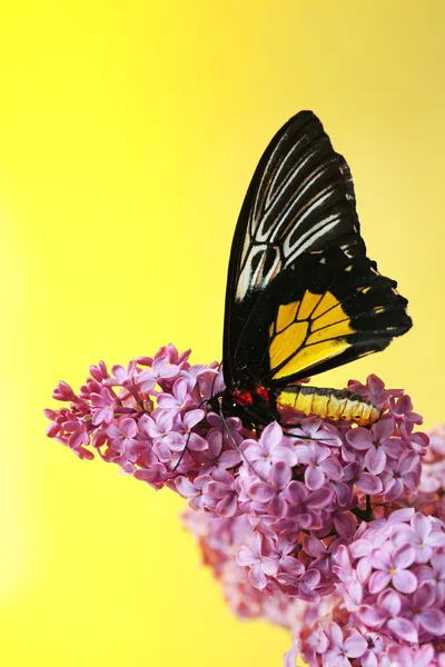 Mariposa sentada sobre flores lila — Foto de Stock