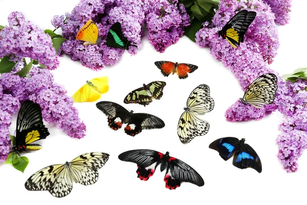Butterflies and lilac — Stock Photo, Image