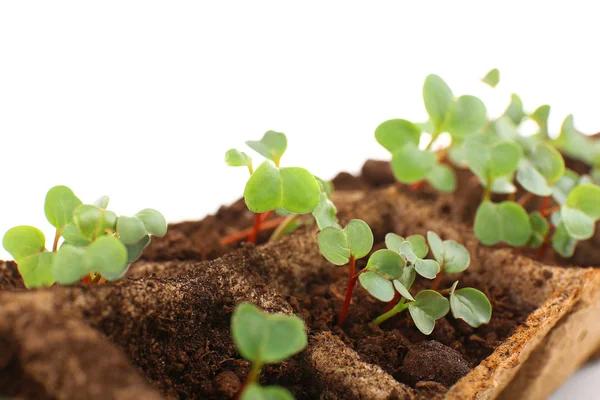 Seedlings of radish — Stock Photo, Image