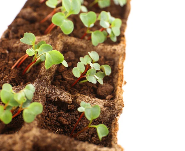 Seedlings of radish — Stock Photo, Image