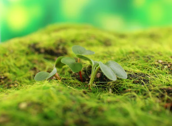 Young sprout — Stock Photo, Image