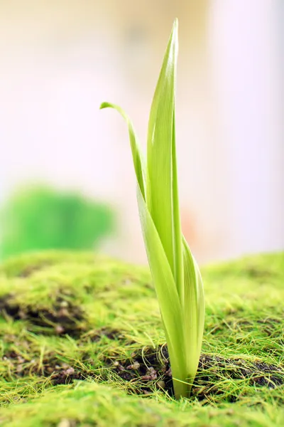 Young sprout — Stock Photo, Image