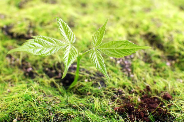 Young sprout — Stock Photo, Image