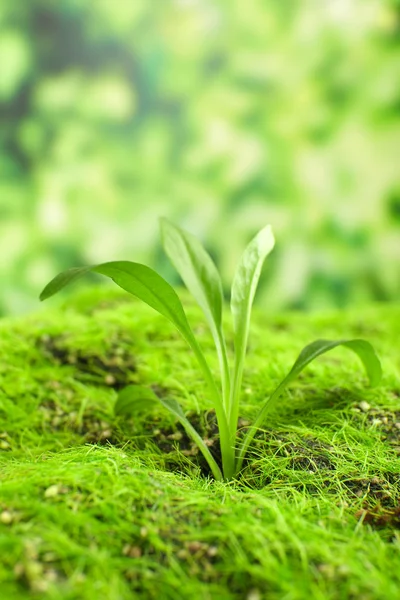 Young sprout — Stock Photo, Image