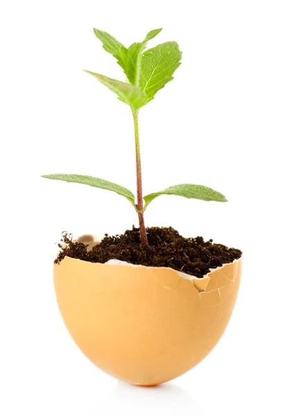 Reen plant in eggshell — Stock Photo, Image