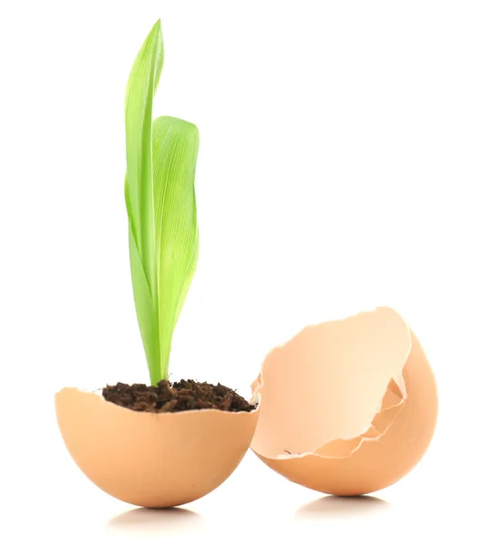 Reen plant in de "eggshell" — Stockfoto